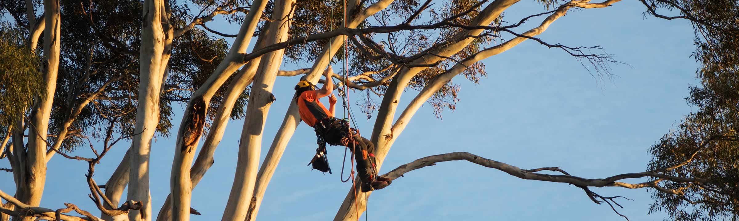 Arborist at work removing branches.